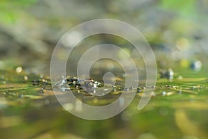 Background with a swamp with dirty water overgrown with sedge