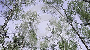 Background of tall birch trees in spring