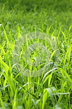 Background Of Tall Green Grass