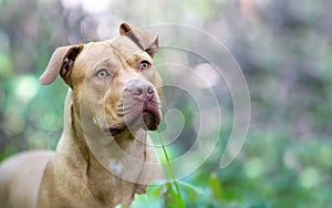 Background of terrier dog in wood