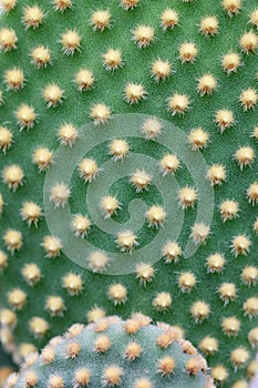 Background textuer of Cactus succulent plant