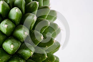 Background textuer of Cactus succulent plant