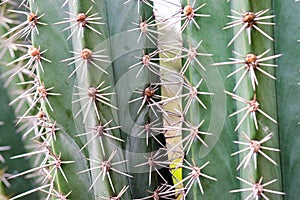 background textuer of Cactus succulent plant
