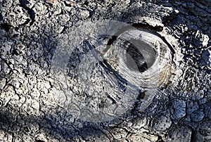 Abstract eye on the bark of an old tree