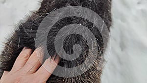 Background or texture of animal hair. Dog fur