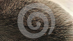 Background or texture of animal hair. Dog fur