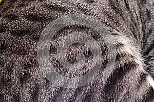 Background or texture of the animal's striped gray fur