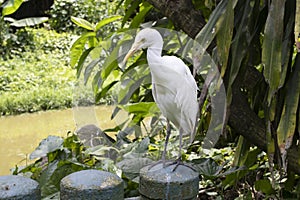 background texture animal white bird standing lake poblic park