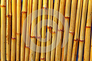 Background texture bamboo vertical arrangement of trunks pattern