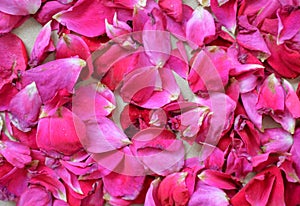 Background texture of beautiful delicate pink rose petals in a random pile