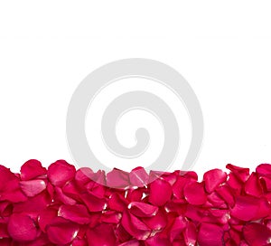 background and texture of bright red rose petals with white background on top. copy space