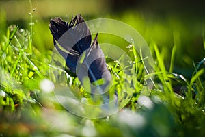 Background or texture of bright, tall, fresh, summer grass.