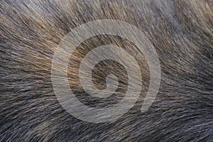 Background and texture brown gray cat hair on withers. photo