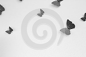 Background texture butterfly black and white abstract