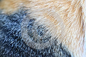 Background texture of cat fur