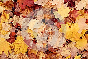 Background texture of colourful, golden maple leaves on the ground