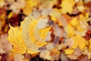 Background texture of colourful, golden maple leaves on the ground