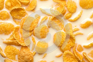 Background and texture of corn flakes with milk. Morning breakfast