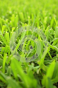 Background Texture of Cut Grass