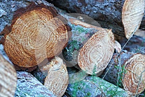 background with texture of cut and stacked pine wood