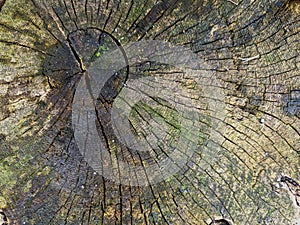 Background texture of the cut tree photo