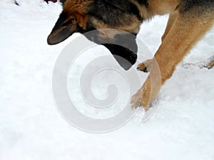 Background texture dog 2 paws and nose on snow young animal playing