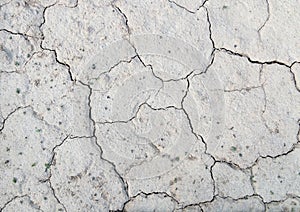 Background texture of a dried up cracked earth with small plant