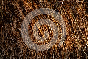 background texture dry grass hay straw yellow