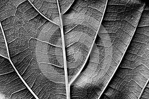 Texture - reverse dry leaf of ficus lyrata in color with its ribs photo