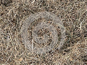 Background texture: dry yellow hay. Mowed dry grass lies on a heap. Concept: rural background