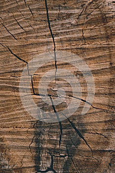 Background texture of a felled tree cracked stripes and stains photo