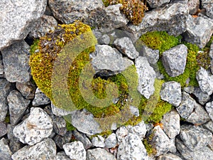 Background texture fluffy green moss