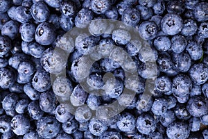 Background, texture of fresh blueberries with water drops, vegan food concept