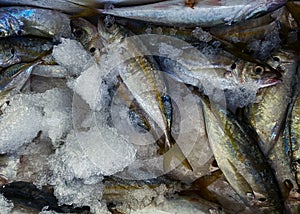 Background texture of fresh whole fish on ice