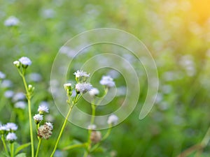 Background and texture of grass flower