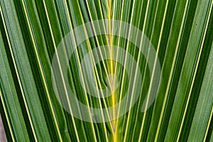 Background, texture, Green corrugated coconut palm frond