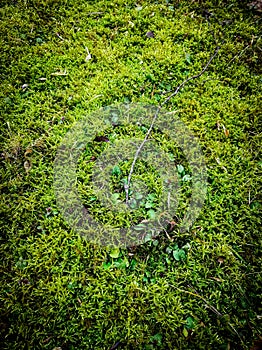 background, texture of a green lawn in the daytime