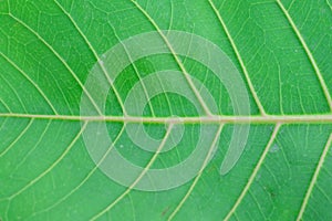 background texture green leaf structure macro photography