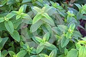 Background, texture, green millis plants