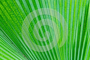 Background Texture of a Green Palm Leaf
