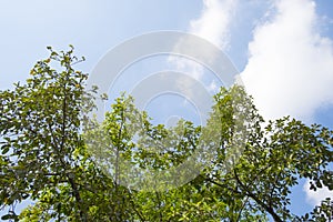 Background and texture of green tree and blue sky.