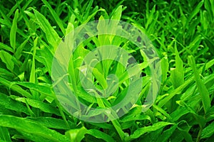 Background texture of hedychium coronarium leaves