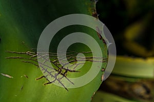 Background or texture from a leaf, green and big with cracks aloe. Wrinkles and streaks.