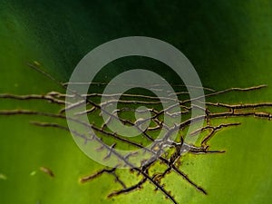 Background or texture from a leaf, green and big with cracks aloe. Wrinkles and streaks.