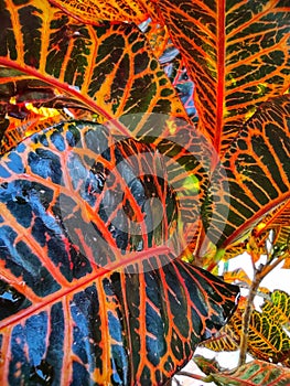 The background texture of the leaves of the red puring