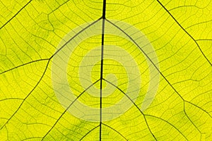 Background texture,line texture palm leaf.Green leaves plan leaf background