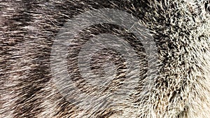 Background or texture of long animal hair. Dog fur with blur and partial focus