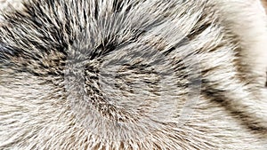 Background or texture of long animal hair. Dog fur with blur and partial focus