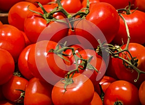 Background or texture from a lot of bright tomatoes from a kitchen garden. Vitamins and vegetables. Healthy lifestyle. Red.