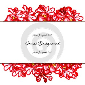 Background texture made of geranium